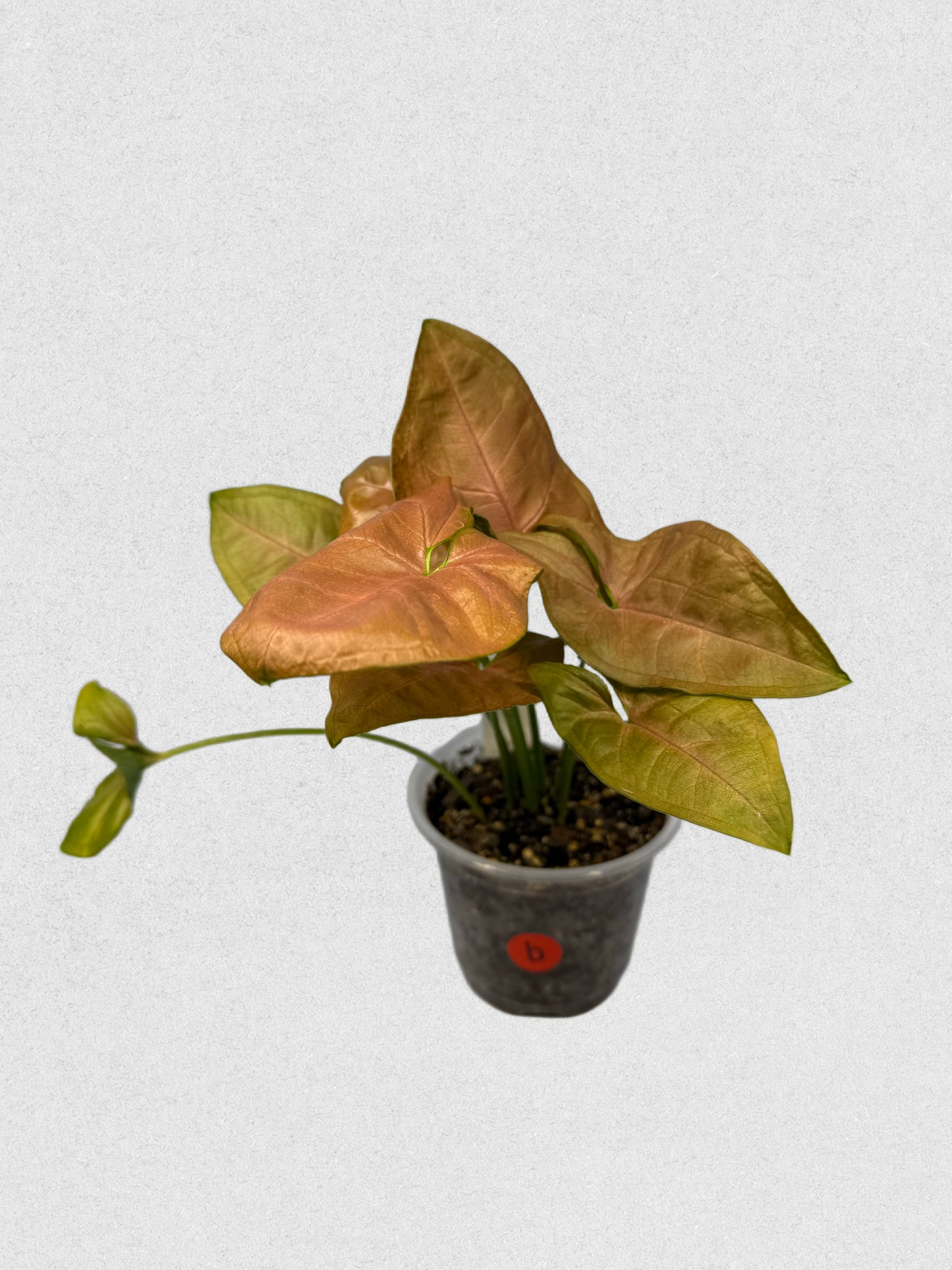 Neon Robusta Syngonium - B