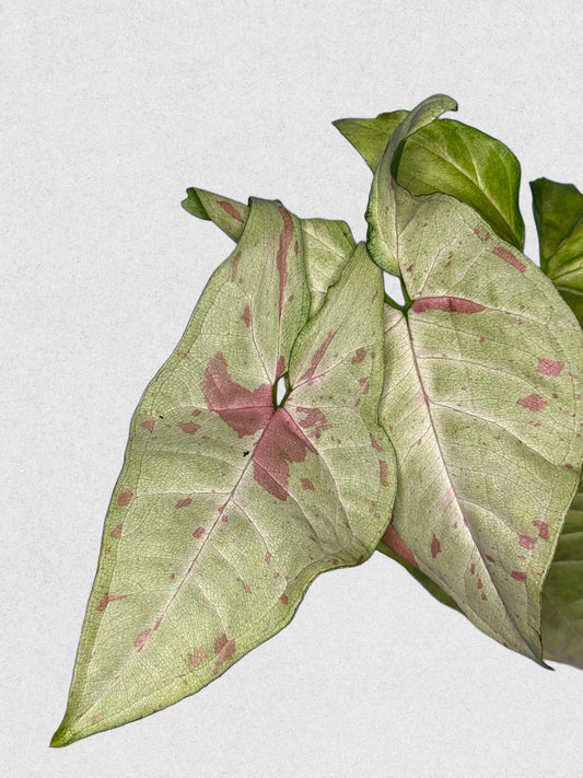 Milk Confetti Syngonium - G