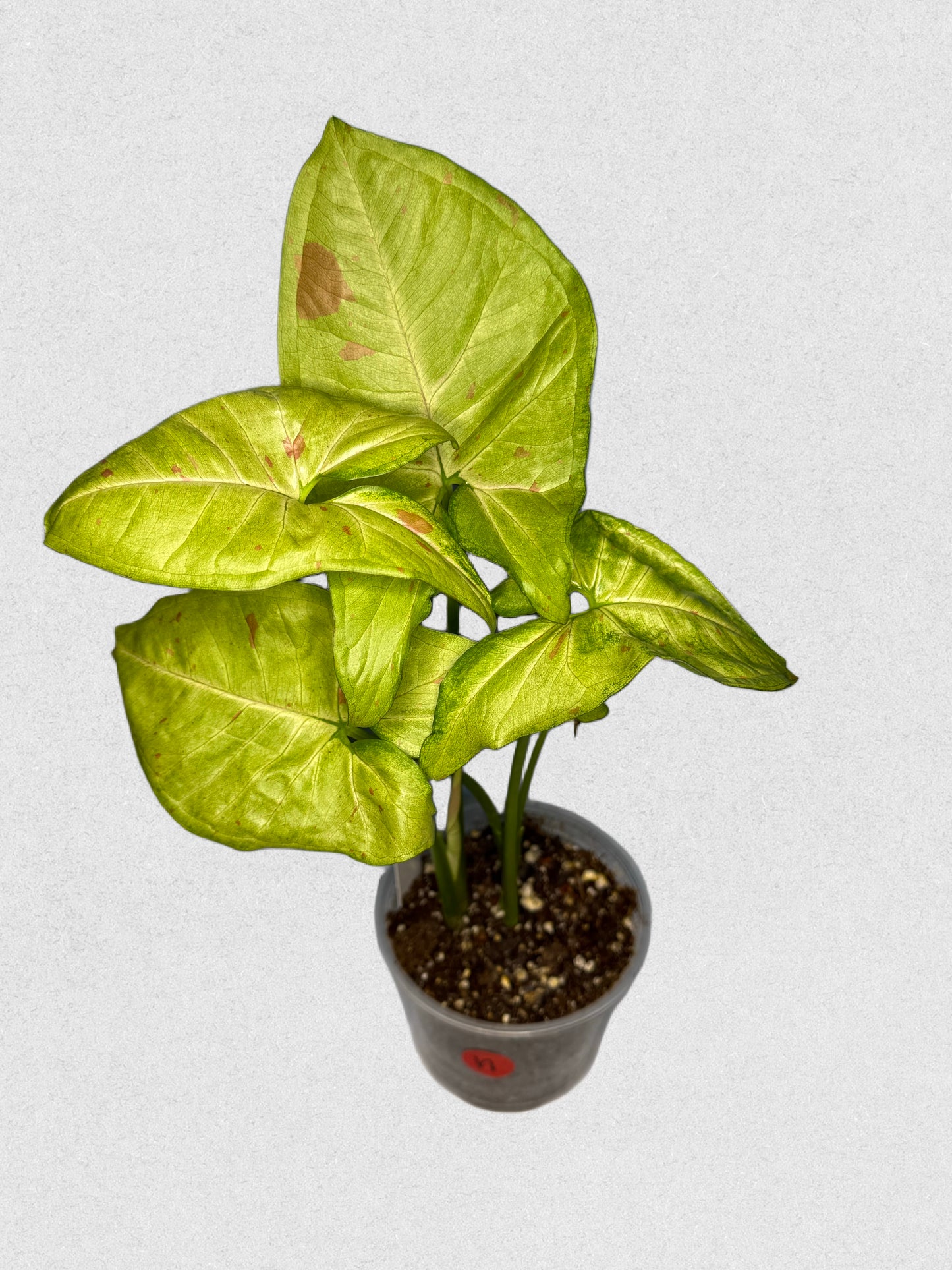 Milk Confetti Syngonium - H