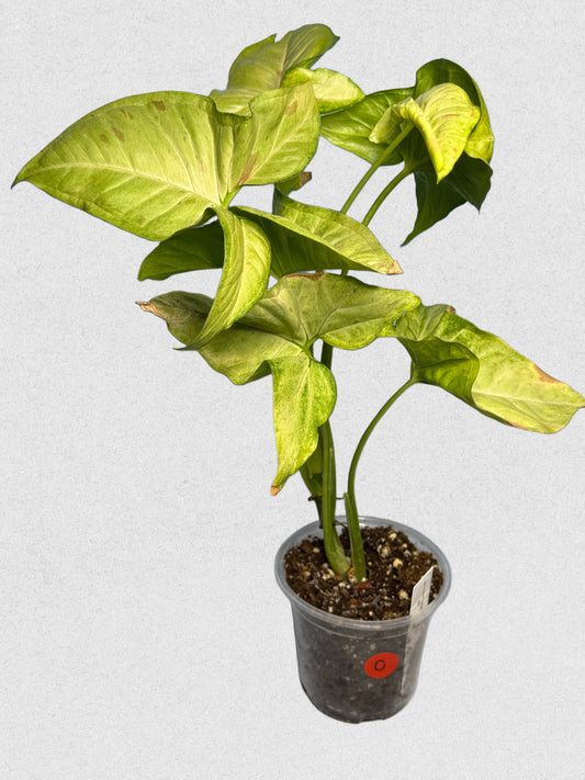 Milk Confetti Syngonium - C