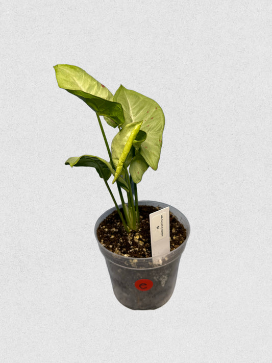 Milk Confetti Syngonium - E