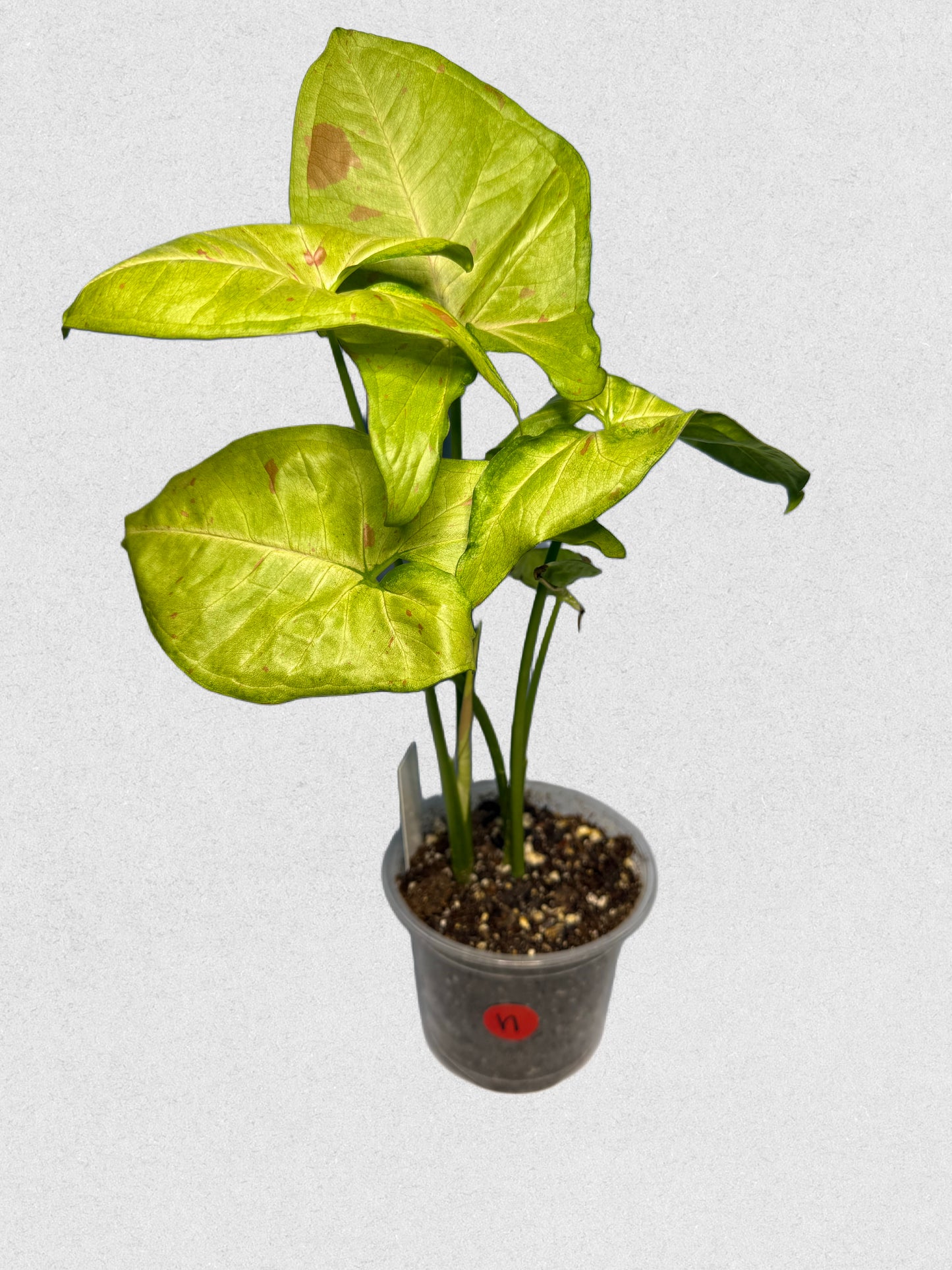 Milk Confetti Syngonium - H