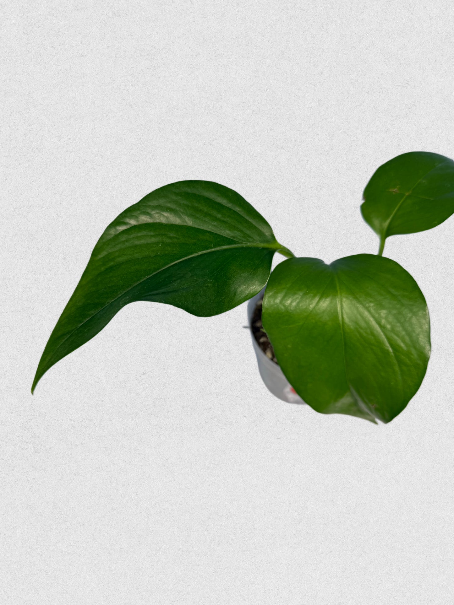 Jade Pothos - B