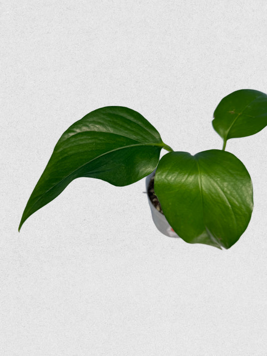 Jade Pothos - B