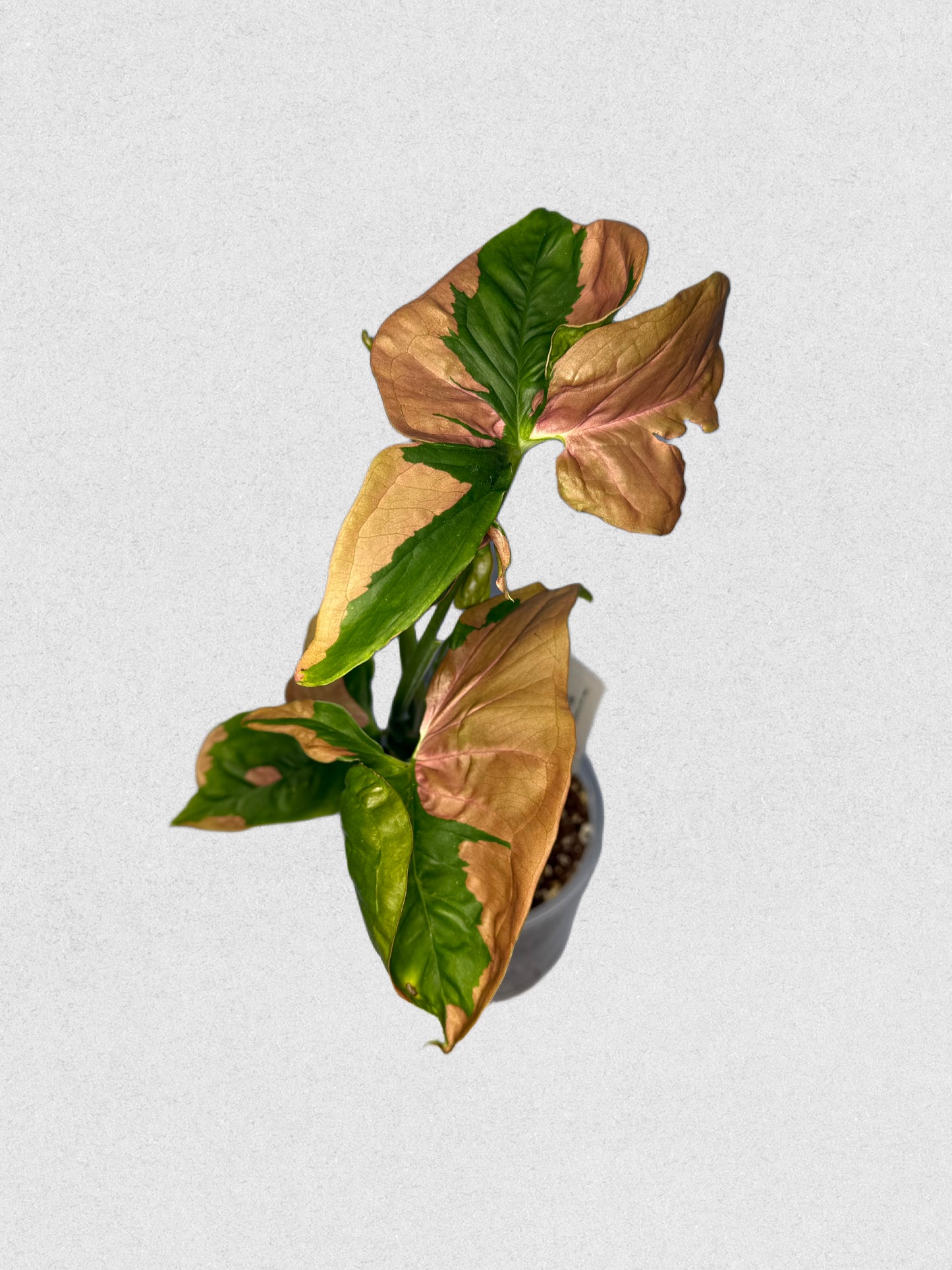 Pink Lava Syngonium - B