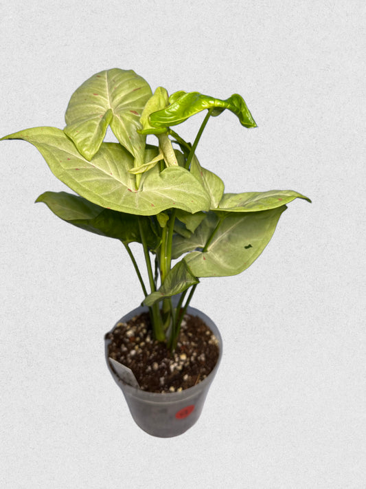 Milk Confetti Syngonium - A