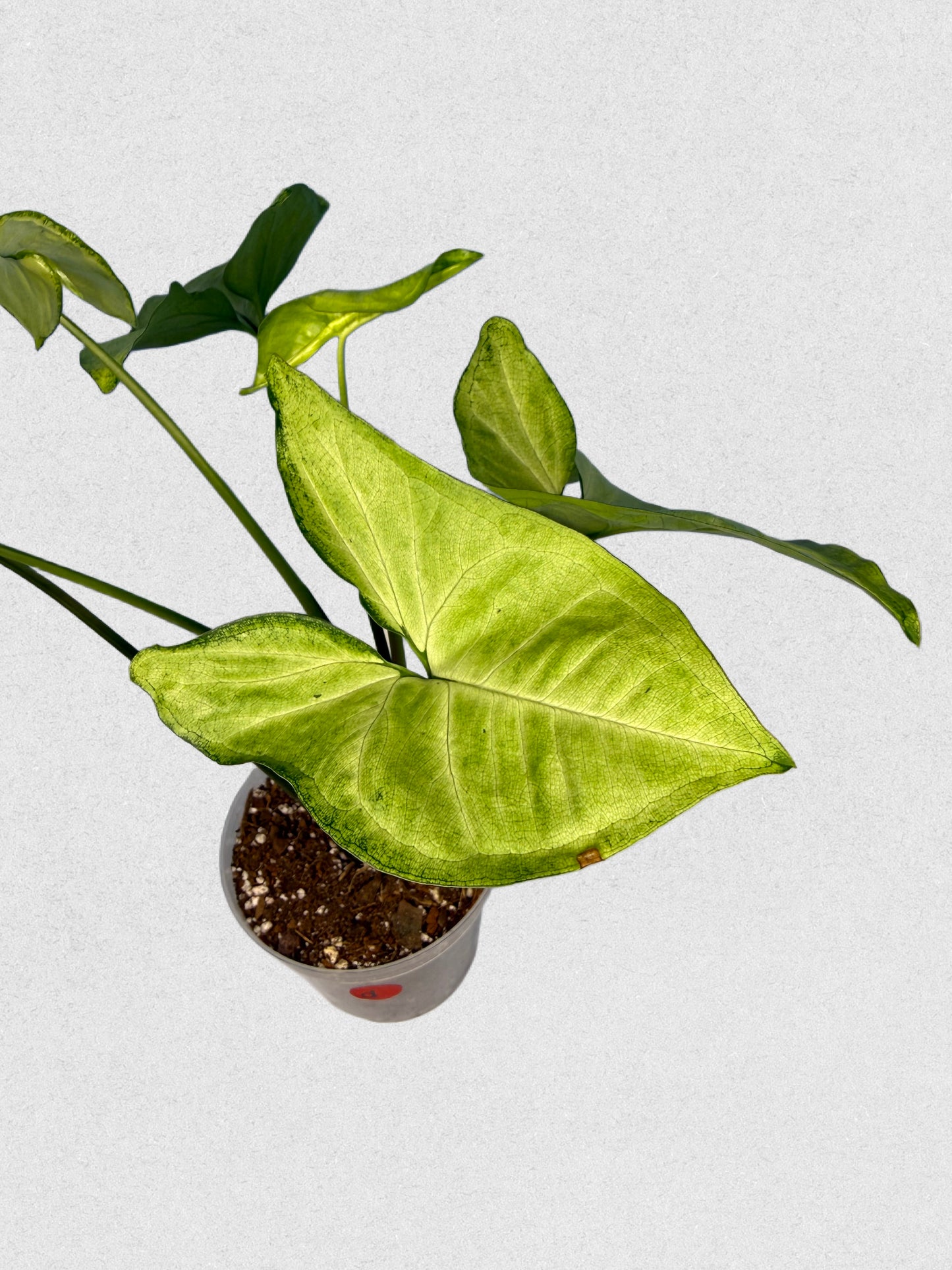 White Butterfly Syngonium - D