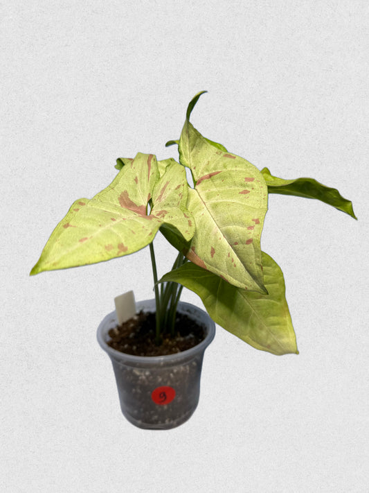 Milk Confetti Syngonium - G