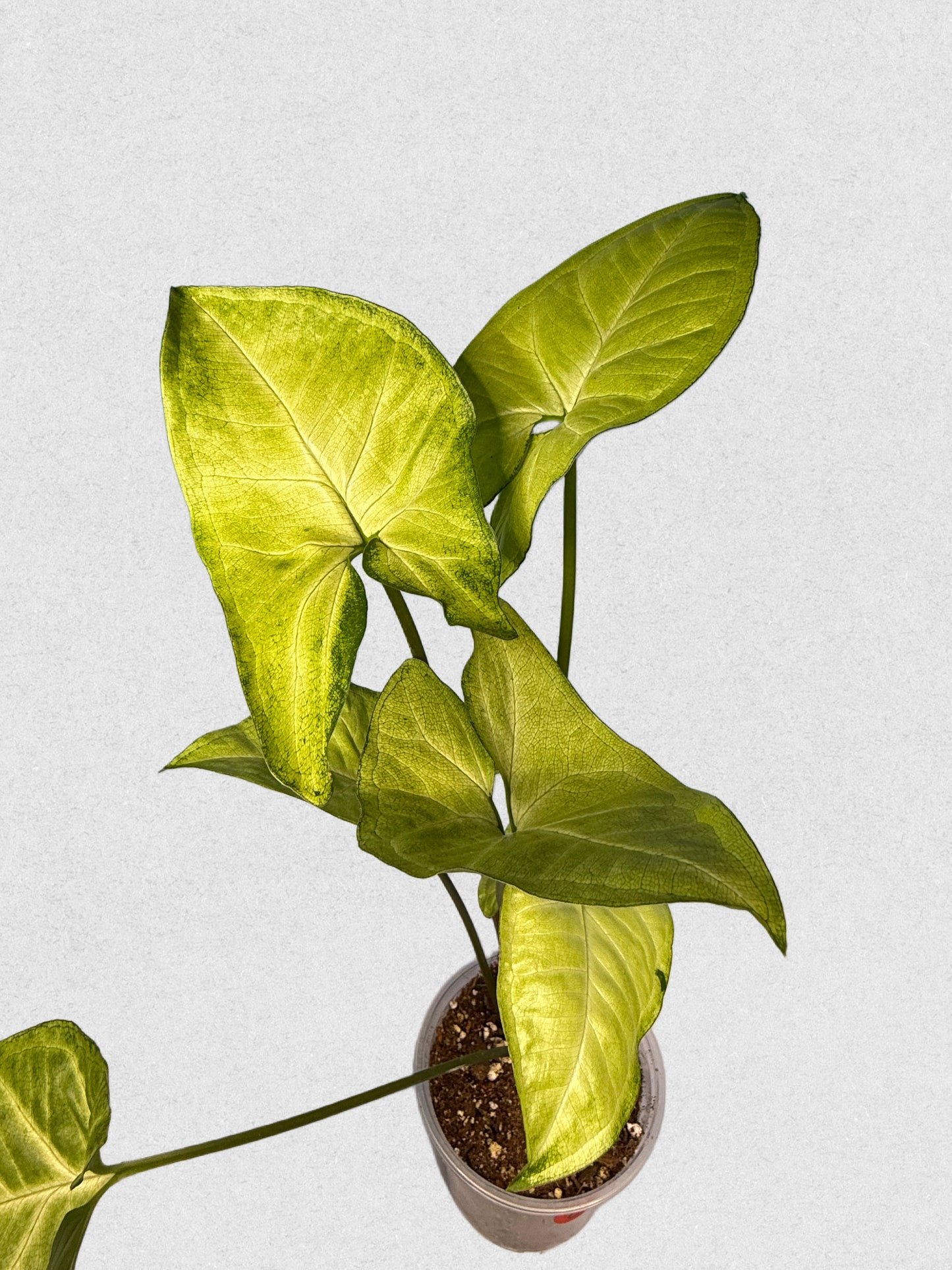 White Butterfly Syngonium - E