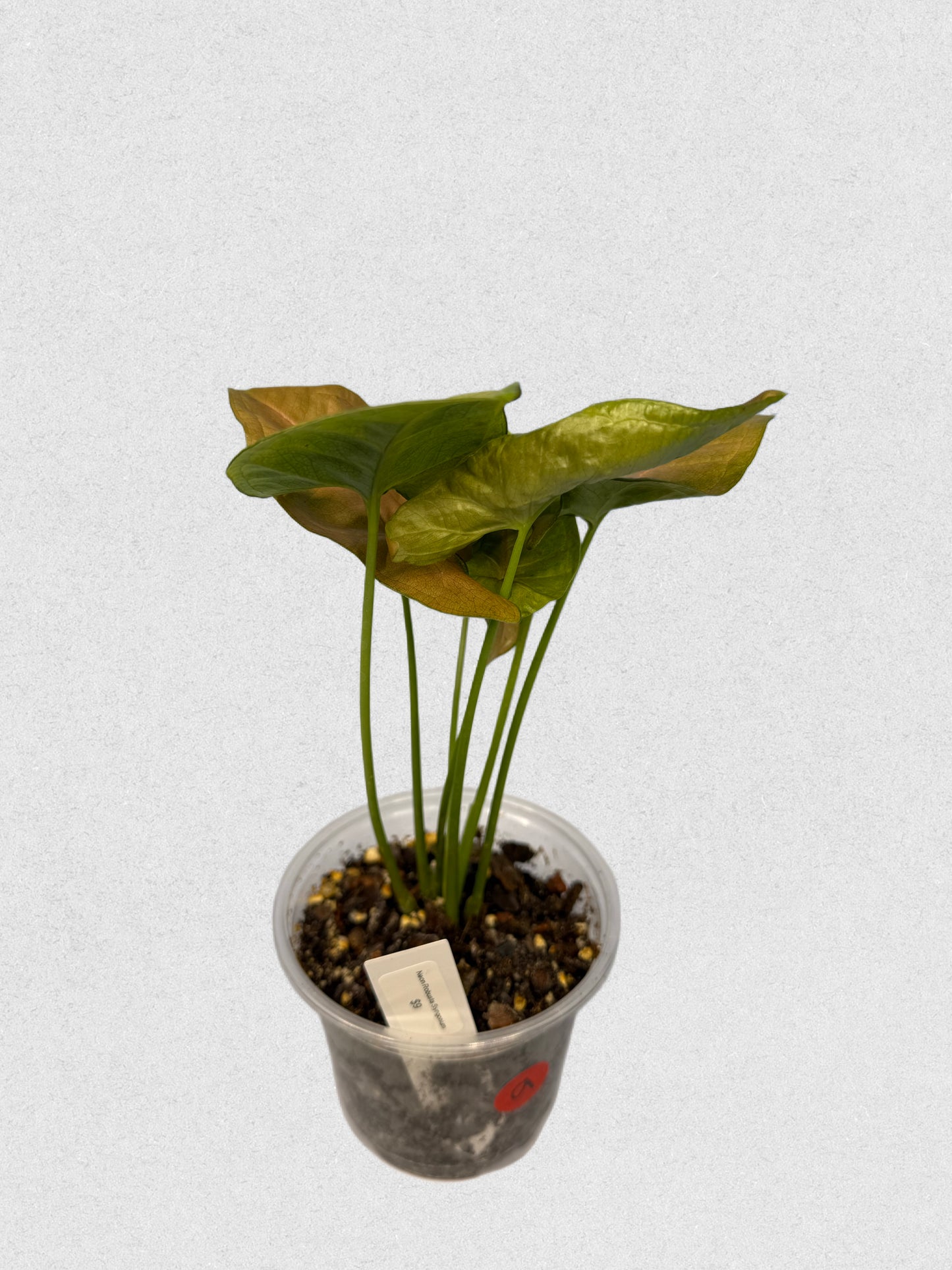 Neon Robusta Syngonium - A