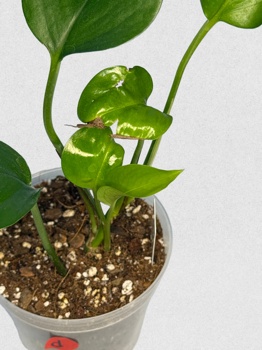 Jade Pothos - D