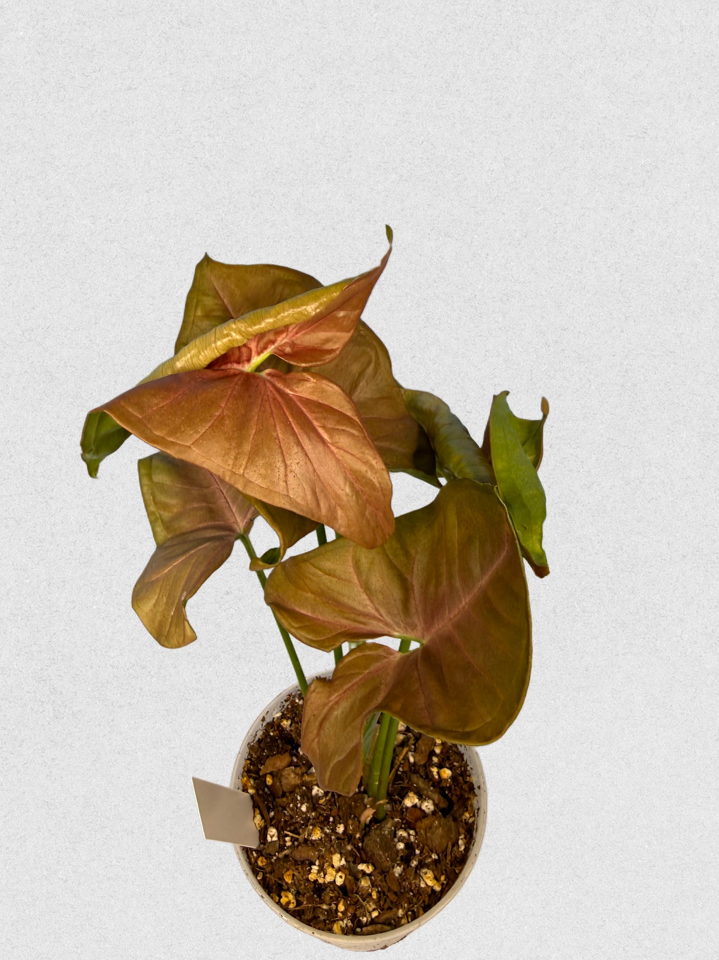 Neon Robusta Syngonium - C