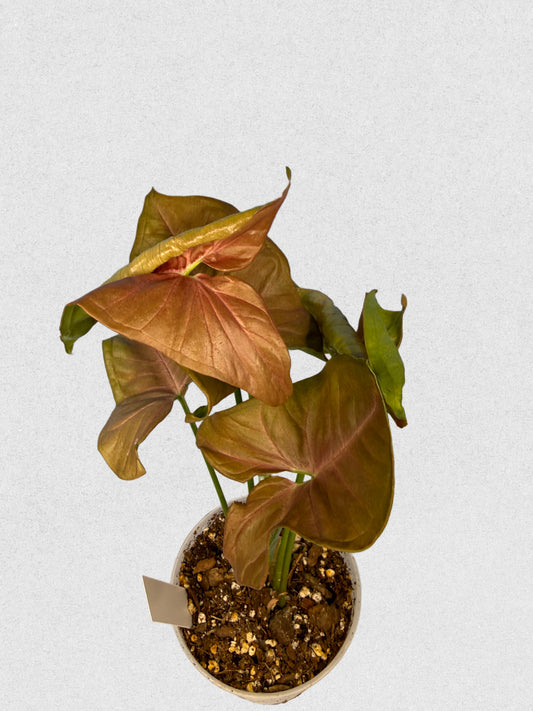 Neon Robusta Syngonium - C