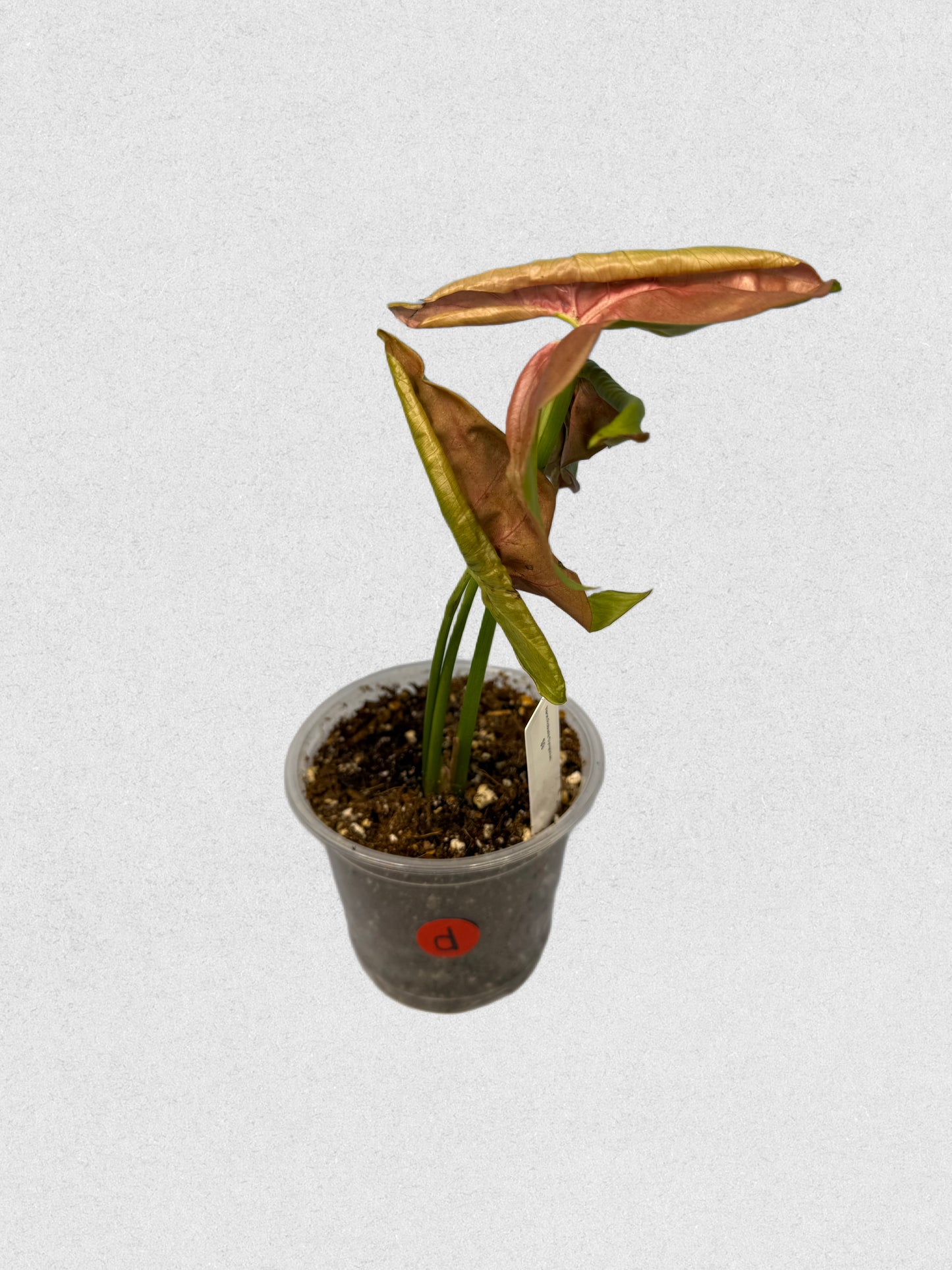 Neon Robusta Syngonium - D