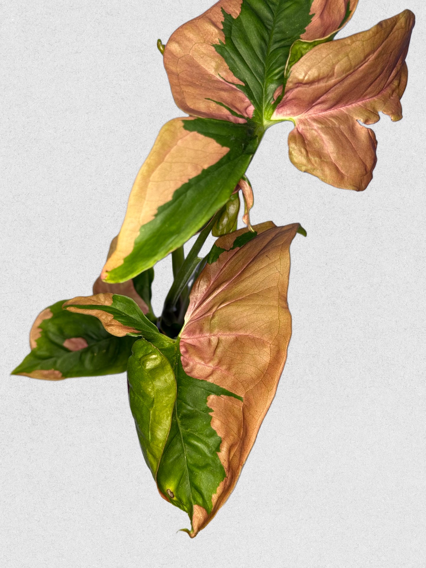 Pink Lava Syngonium - B