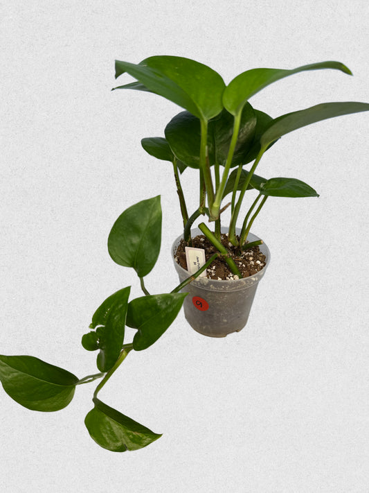 Jade Pothos - A