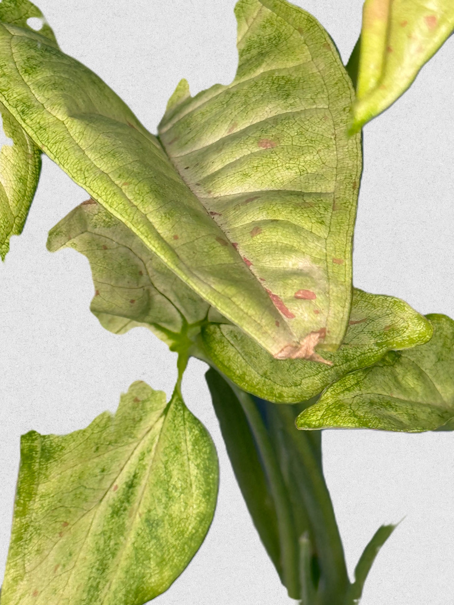 Milk Confetti Syngonium - C