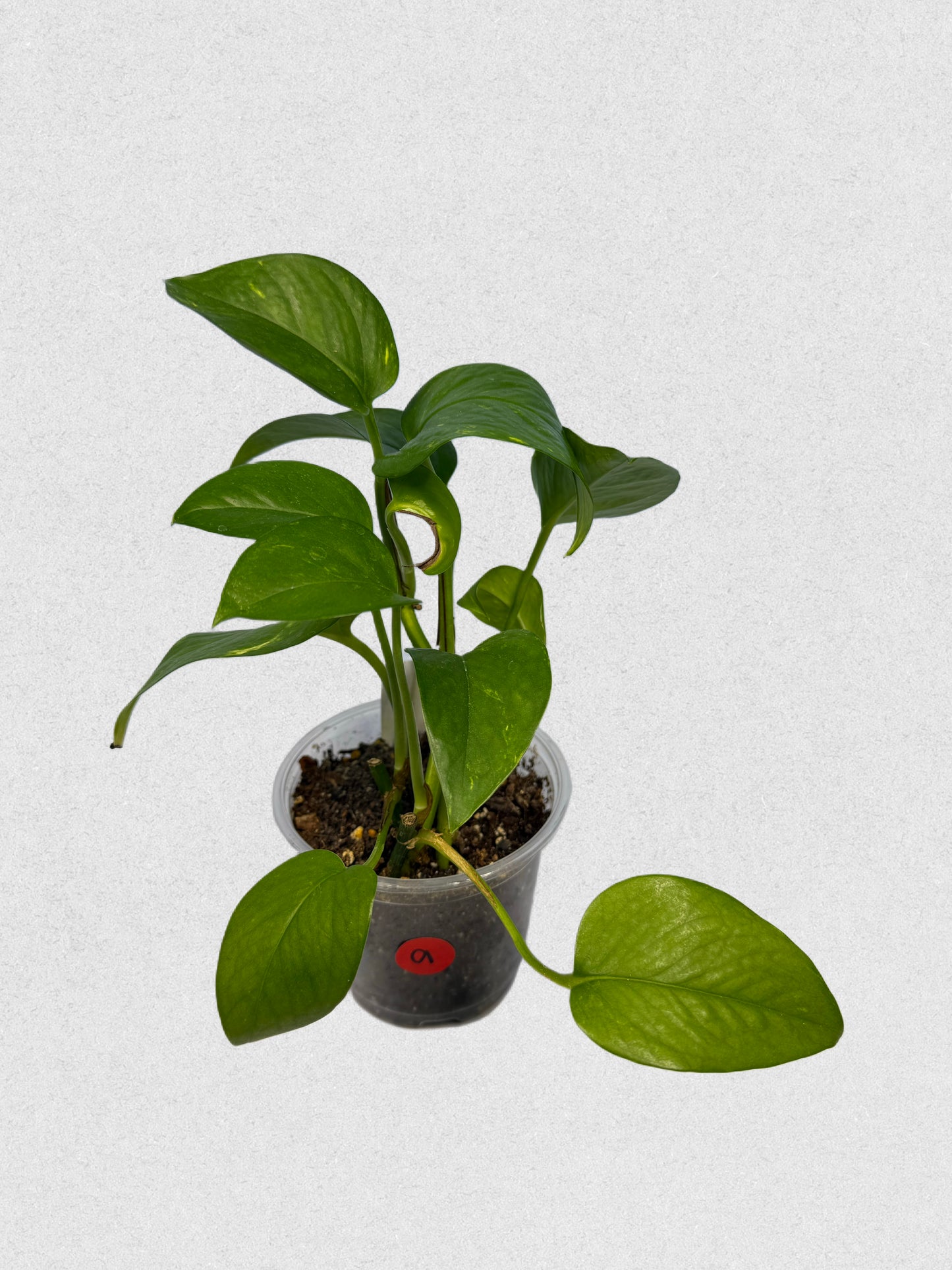 Neon Queen Pothos - A