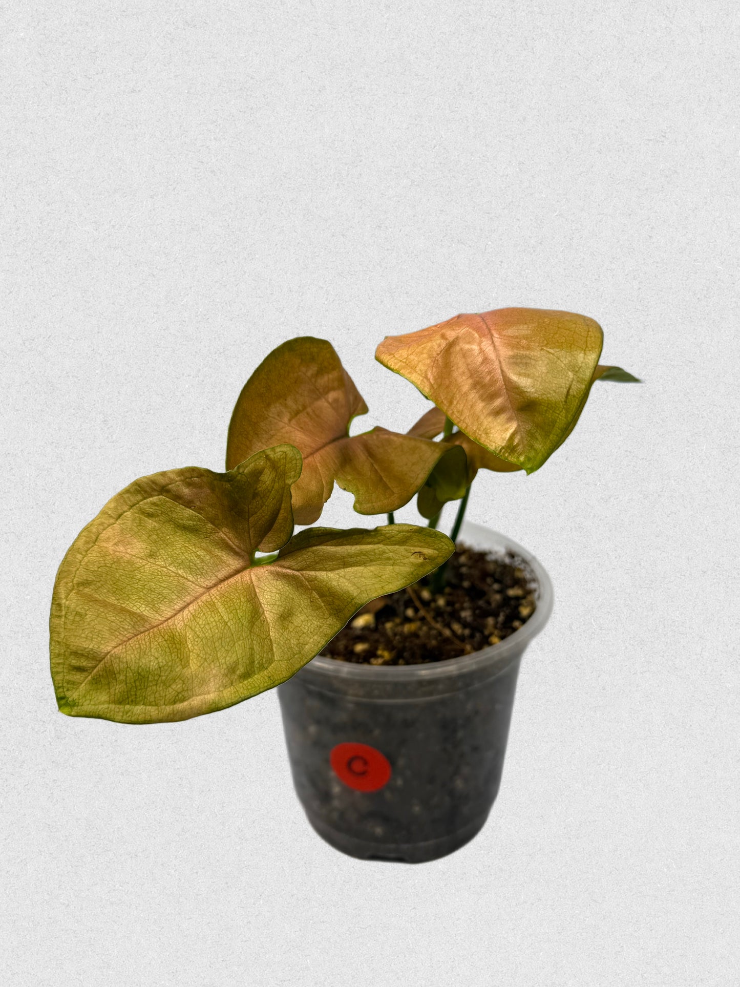 Pink Flecked Syngonium - C