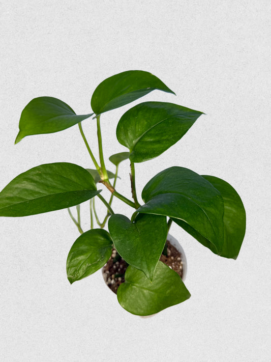 Jade Pothos - A