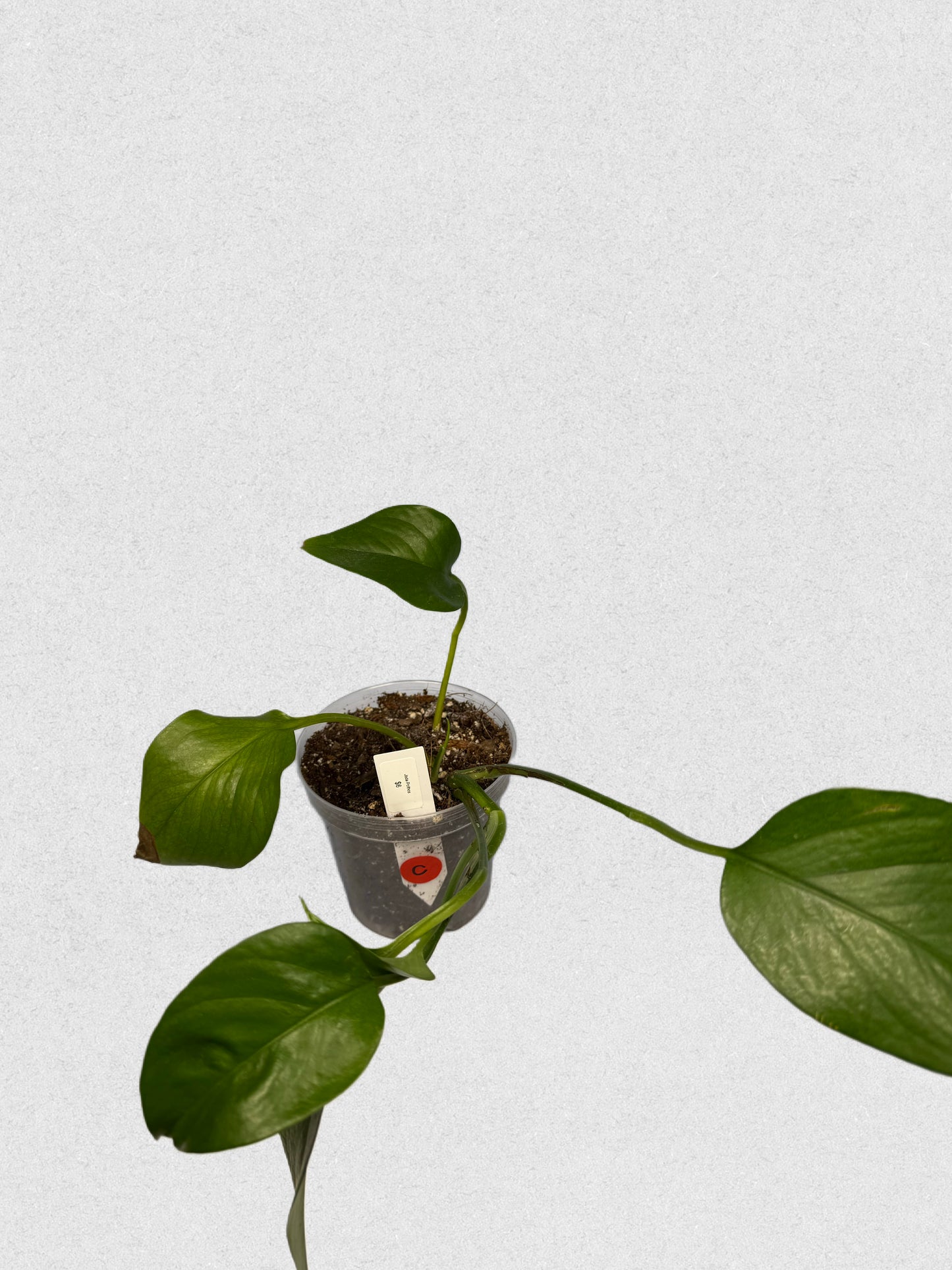 Jade Pothos - C