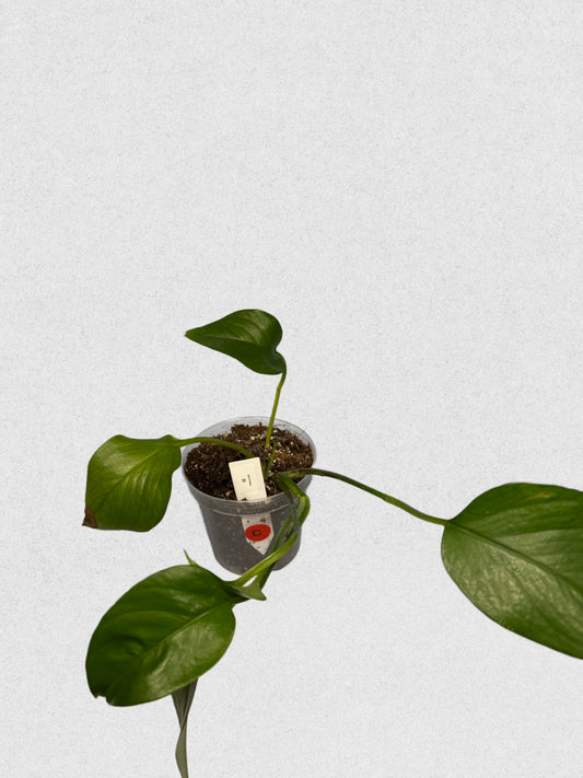 Jade Pothos - C