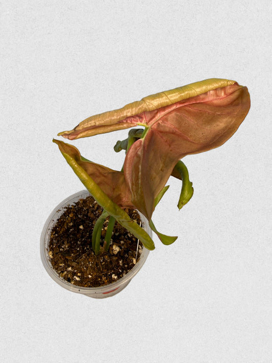 Neon Robusta Syngonium - D