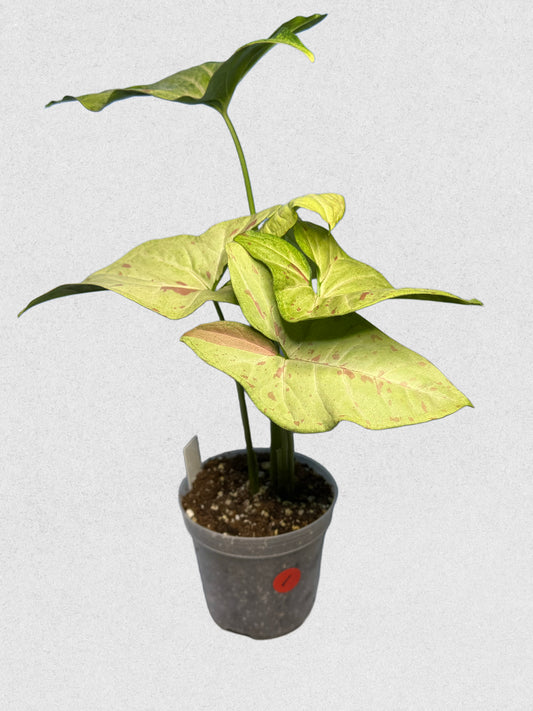 Milk Confetti Syngonium - ~