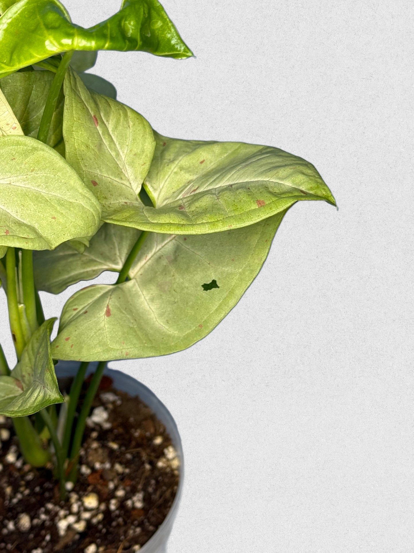 Milk Confetti Syngonium - A