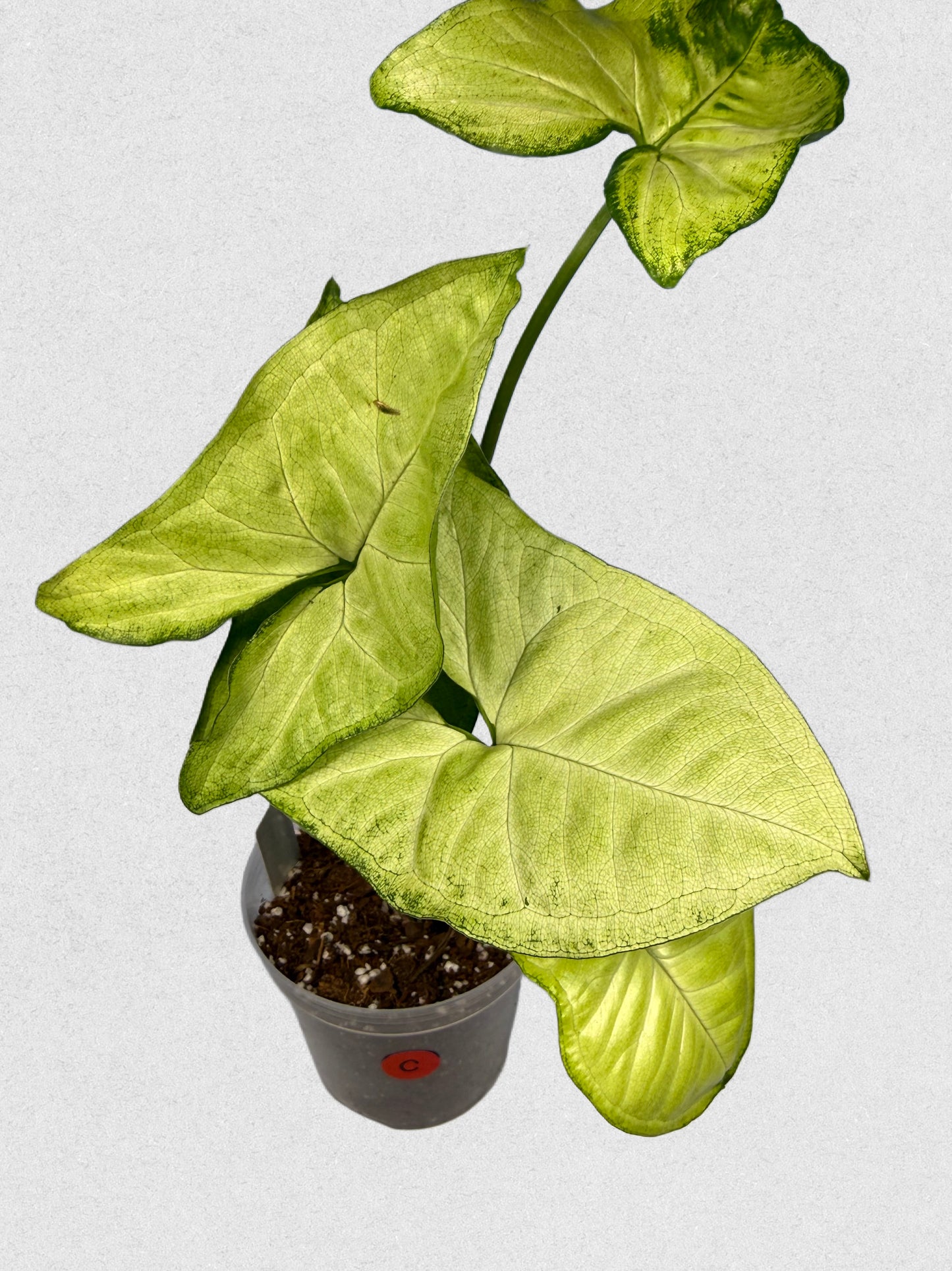White Butterfly Syngonium - C