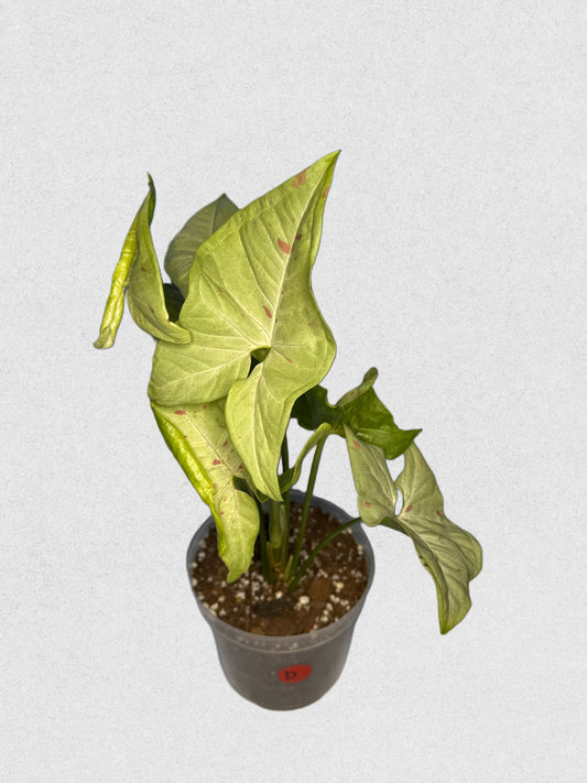 Milk Confetti Syngonium - B
