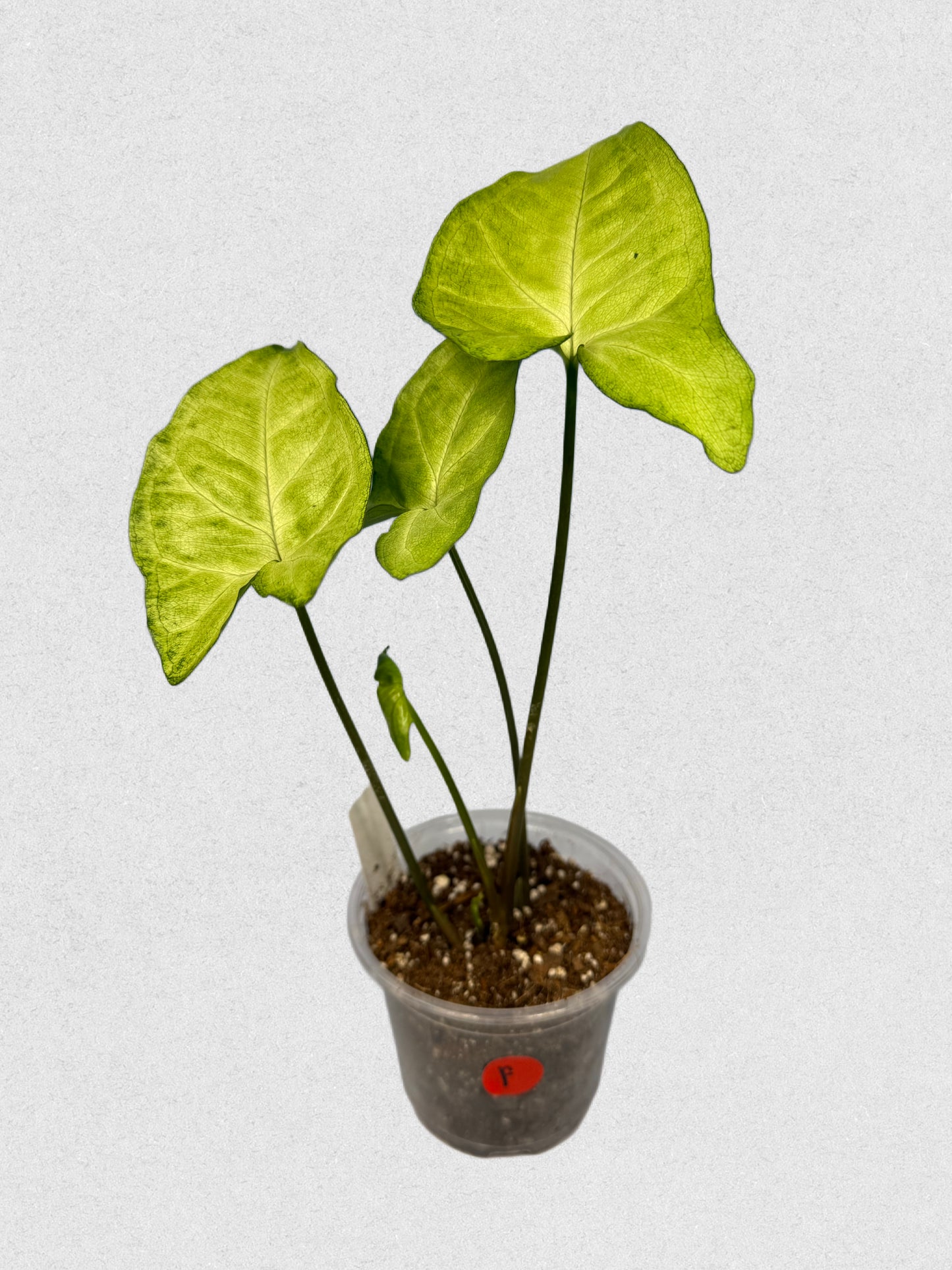 White Butterfly Syngonium - F