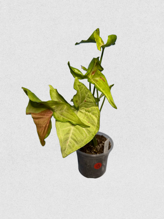 Milk Confetti Syngonium - D