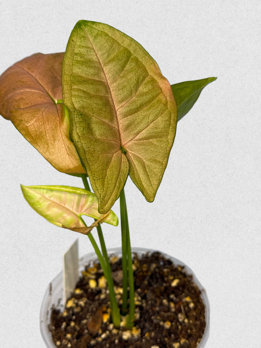Pink Flecked Syngonium - Pink & Green Plant