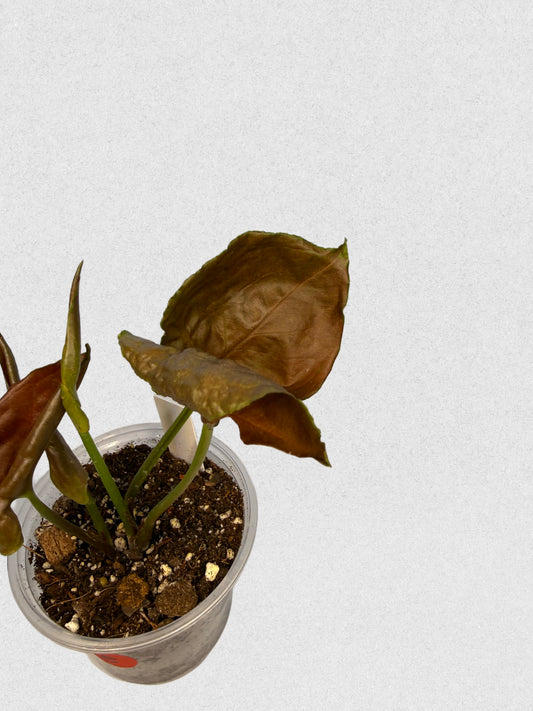 Maria Illusion Syngonium - E