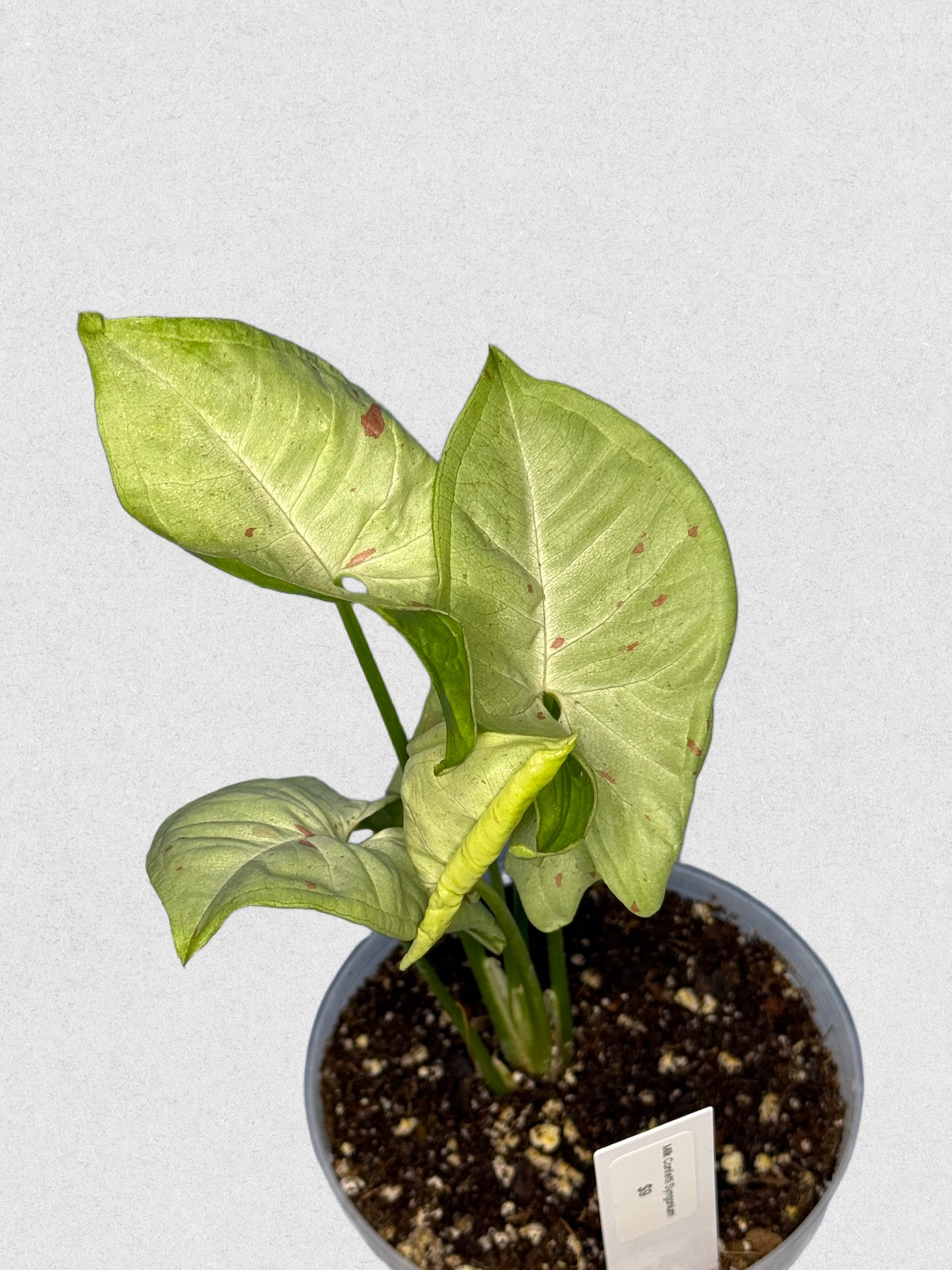 Milk Confetti Syngonium - E