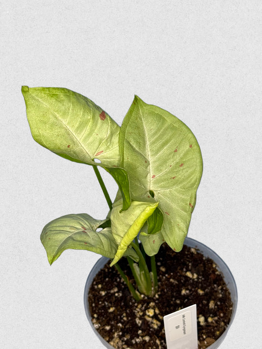 Milk Confetti Syngonium - E