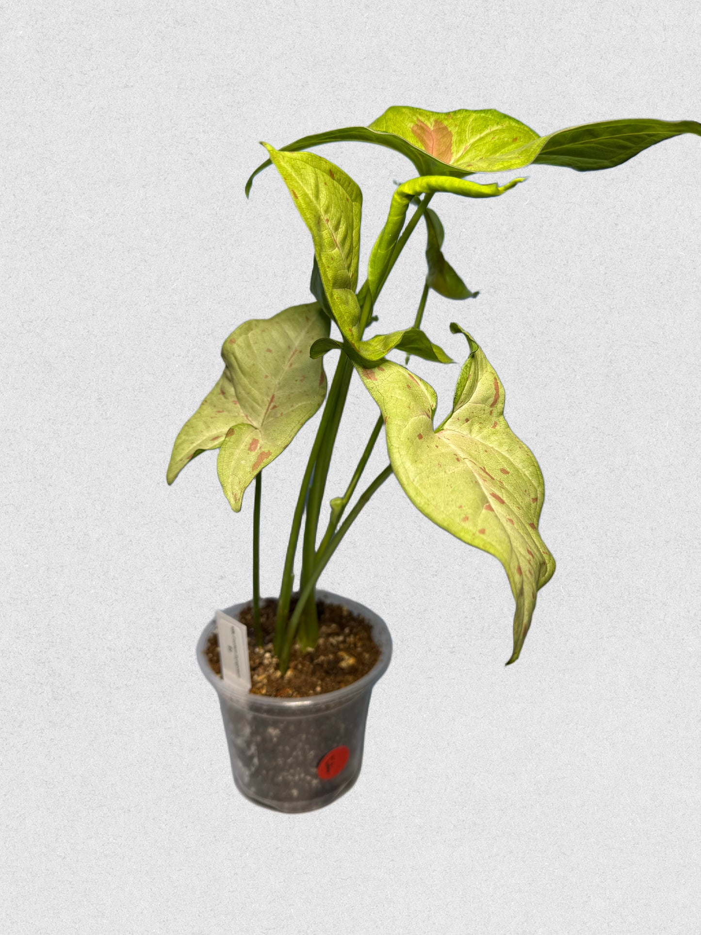 Milk Confetti Syngonium - F
