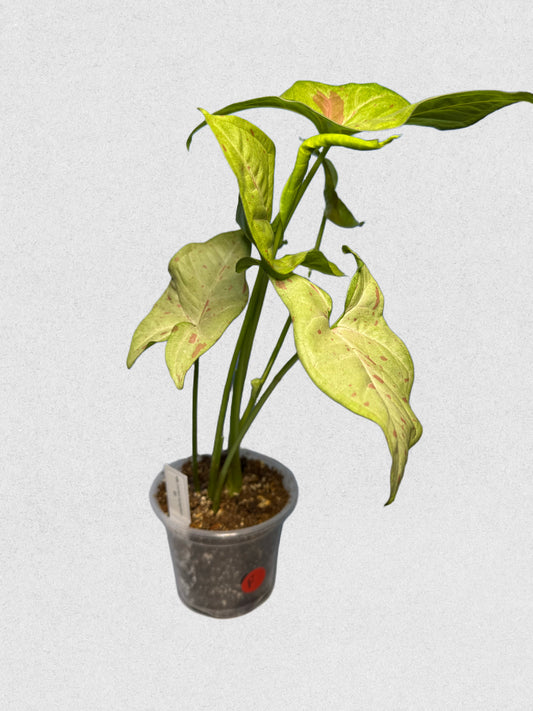 Milk Confetti Syngonium - F