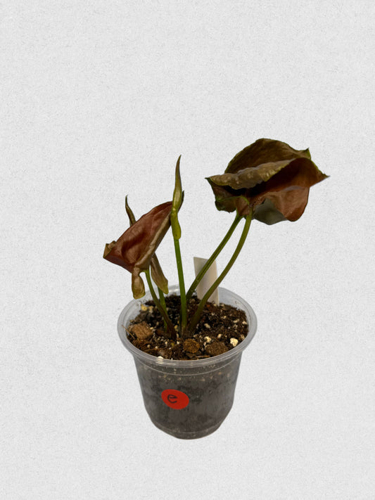Maria Illusion Syngonium - E