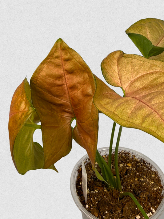 Neon Robusta Syngonium - G