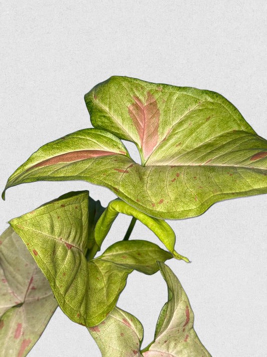 Milk Confetti Syngonium - F