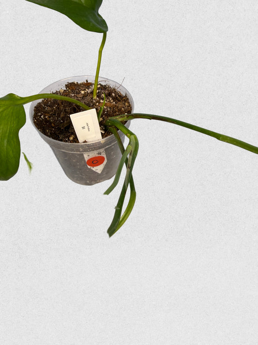 Jade Pothos - C