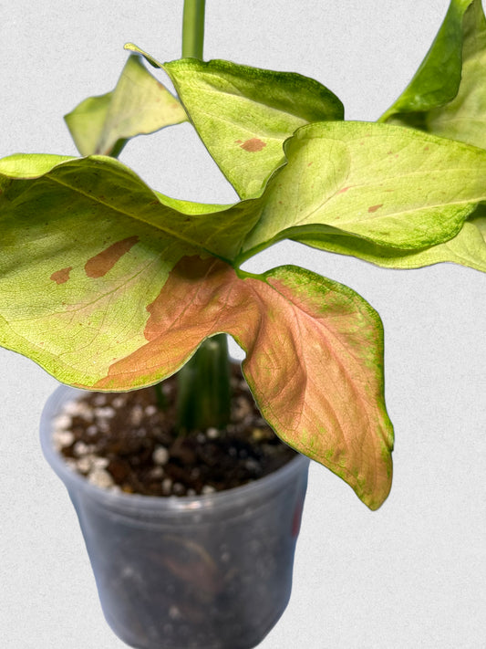 Milk Confetti Syngonium - D