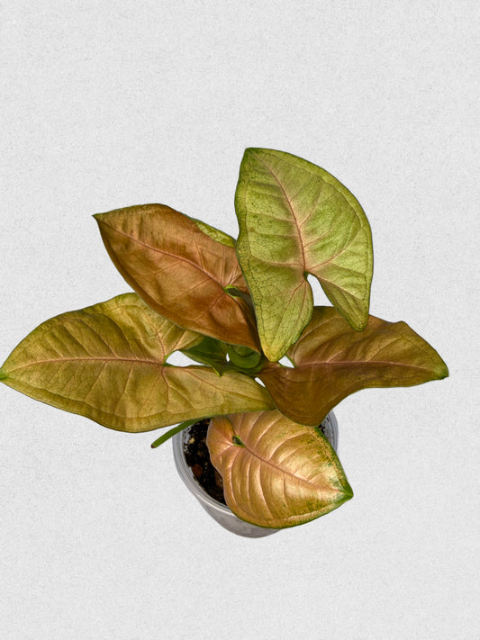 Neon Robusta Syngonium - Bright Pink Tropical Plant