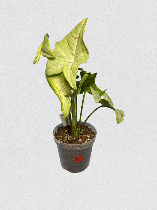 Milk Confetti Syngonium - B