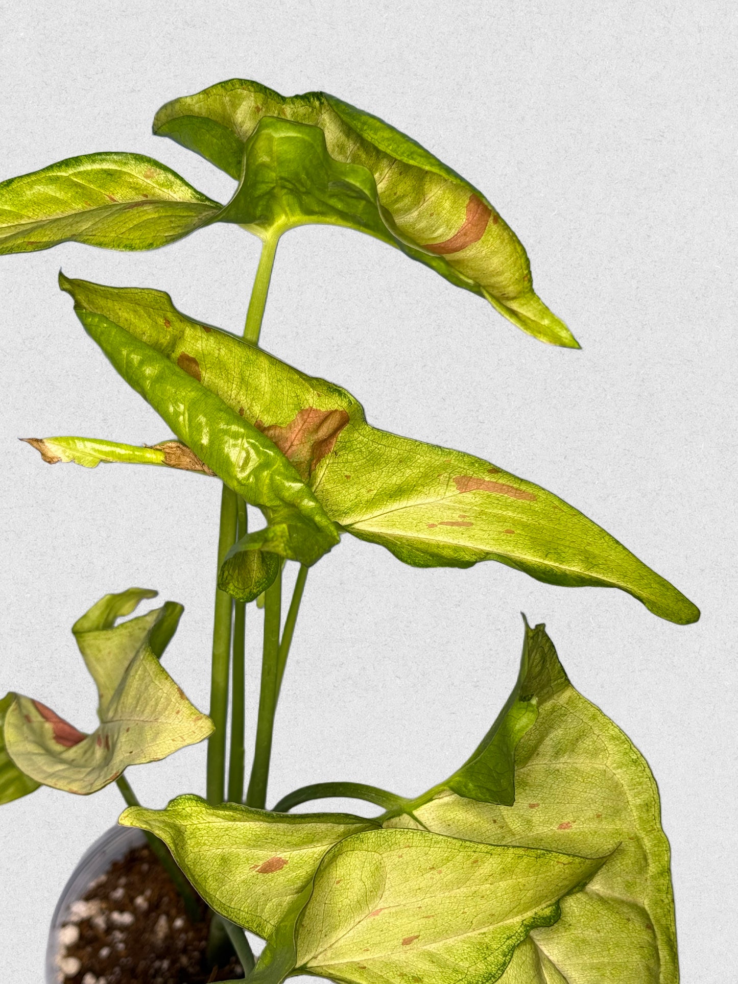 Milk Confetti Syngonium - D