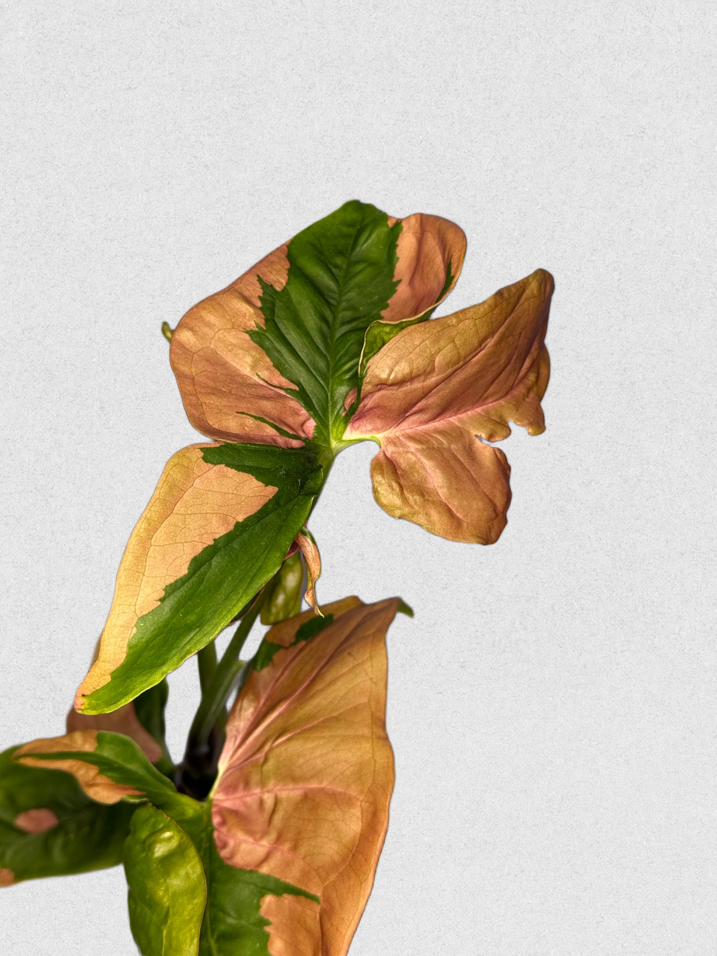 Pink Lava Syngonium - B