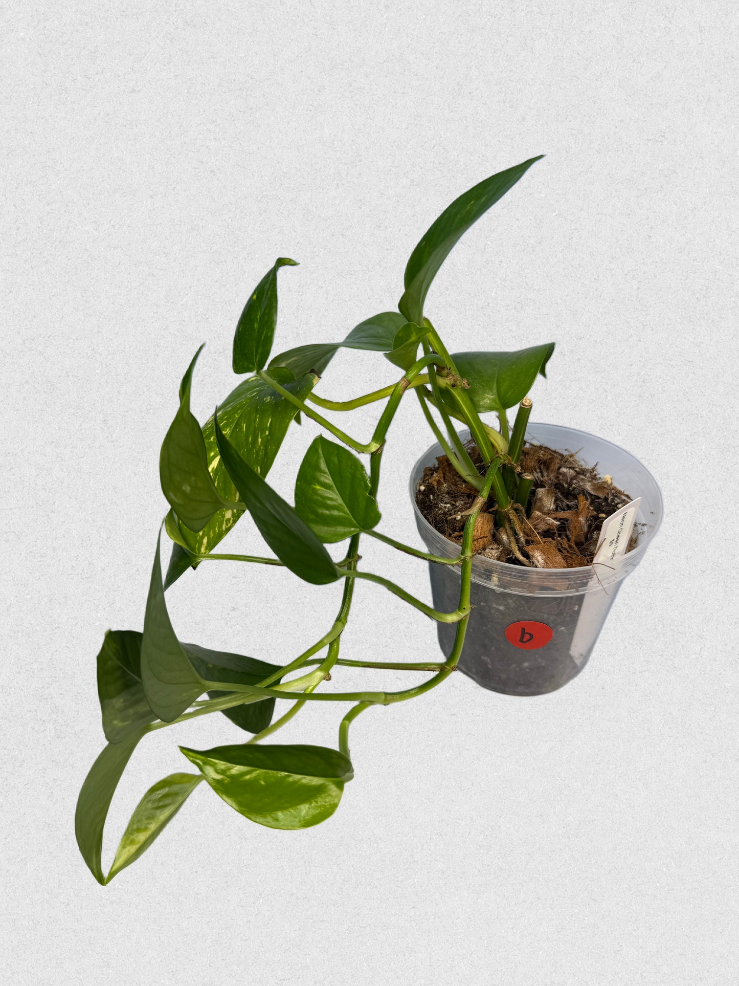 Neon Queen Pothos - B