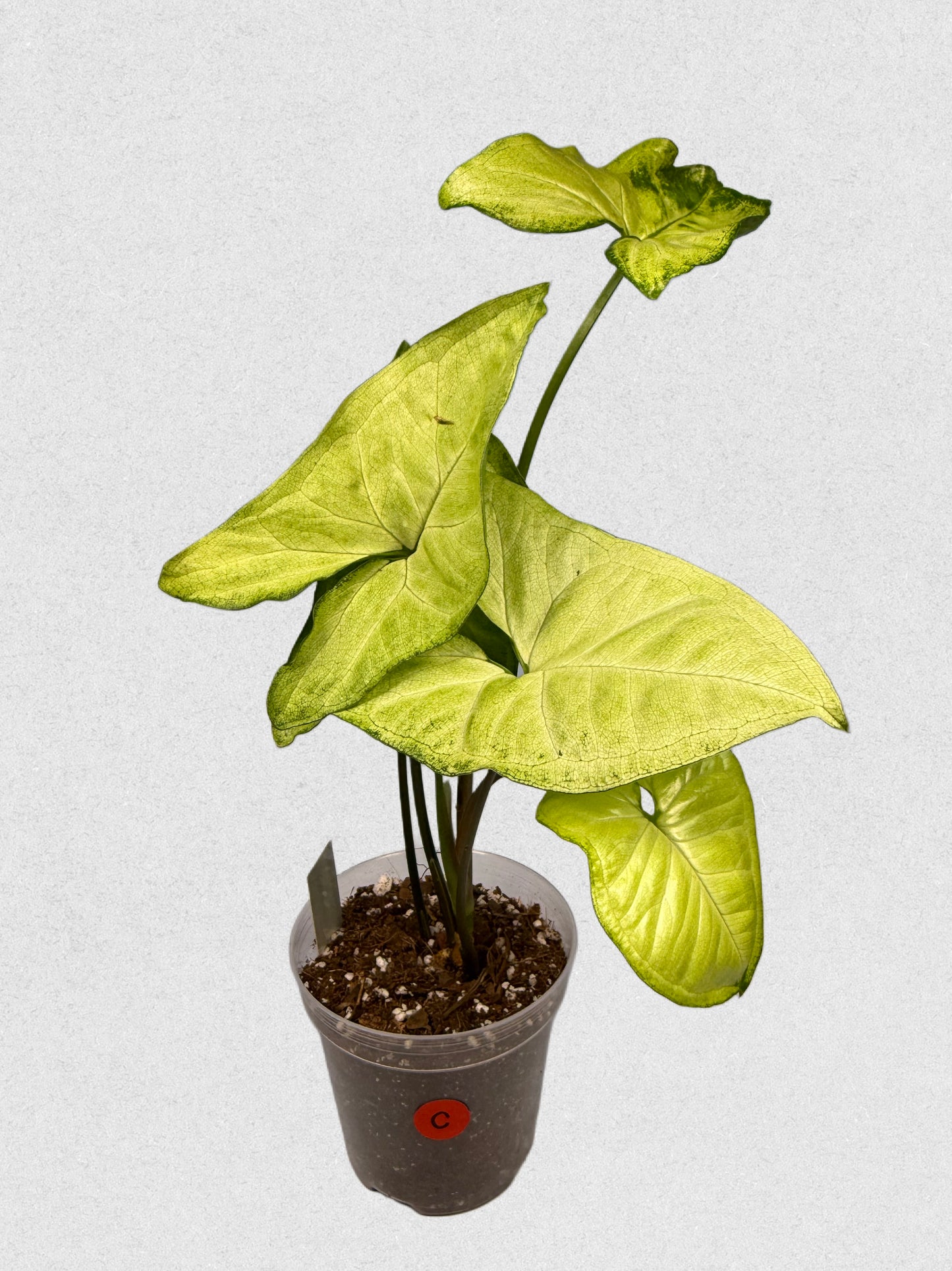 White Butterfly Syngonium - C